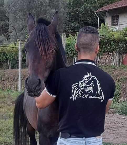 Cobrições Puro Sangue Arabe