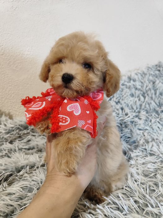 Чарівні малюки Мальтіпу ф1 хлопчики та дівчатка.