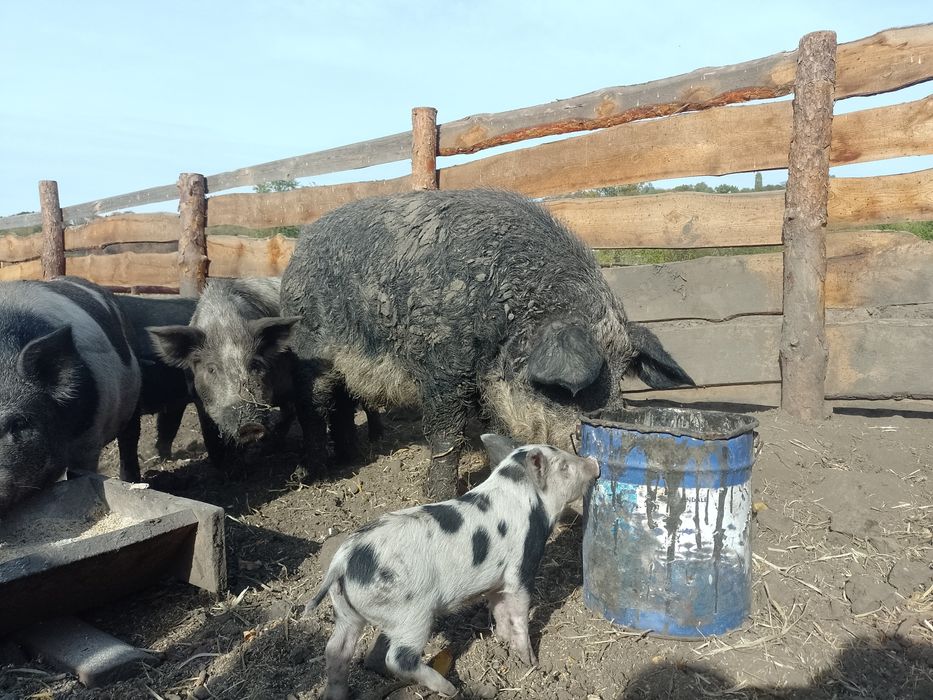 Еко--Ферма  пропонує поросят породи Кармал