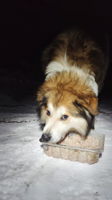 Отдам пушистого пса, возраст 5 лет