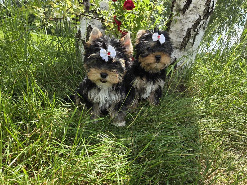 York yorki Yorkshire Terrier