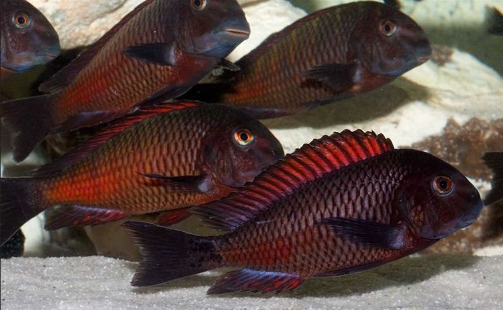 Tropheus sp. Moliro Red - pokolenie F1 - dowóz, wysyłka