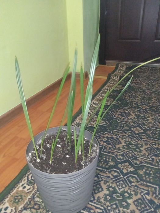 Продаю Фінікові пальми молоді вирощені власноруч з кісточок.