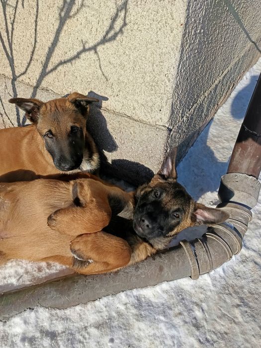 Owczarki Belgijskie Malinois