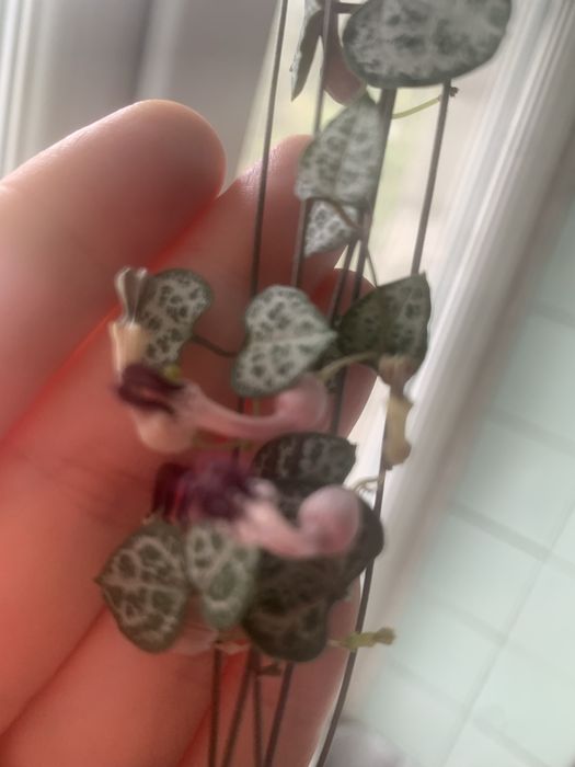 Ампельна Церопегія Вуда