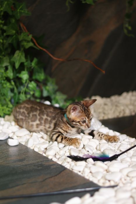 Бенгальська дівчинка Сабіна