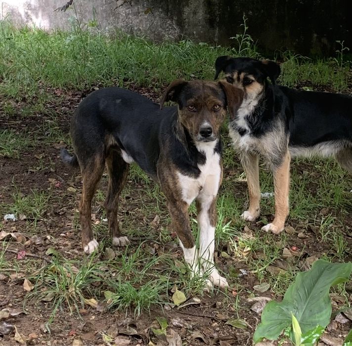Cães para adoção