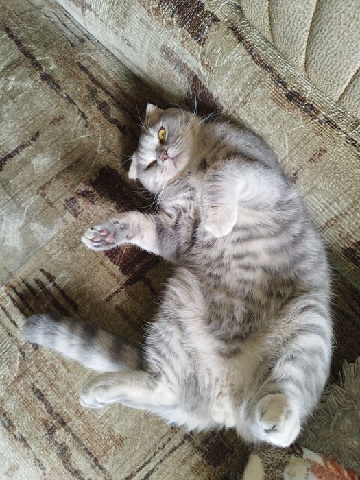 Шотландський кіт для в'язки