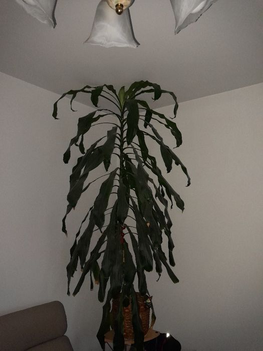 190cm Dracena wonna szerokolistna rolina doniczkowa kwiat domowy  Miasteczko lskie  OLX.pl