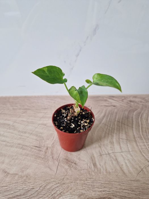 Syngonium eclipse