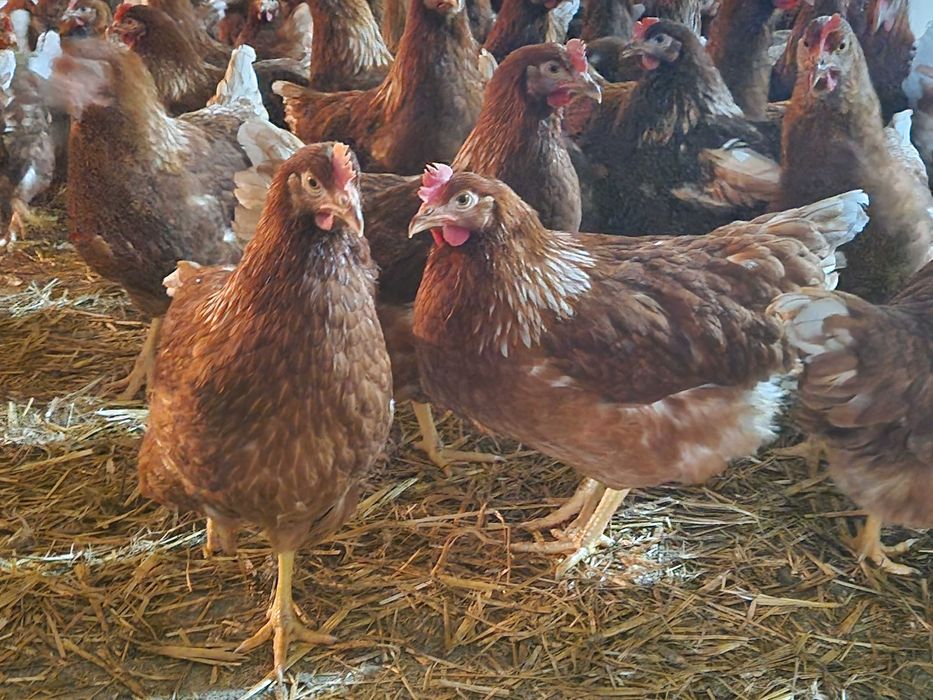 Kurki kokoszki nioski Tetra brązowa odchowana super nioska