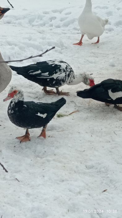 Продам домашніх індоутки і селезні