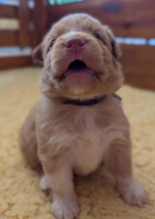 Szczenię Nova Scotia Duck Tolling Retriever