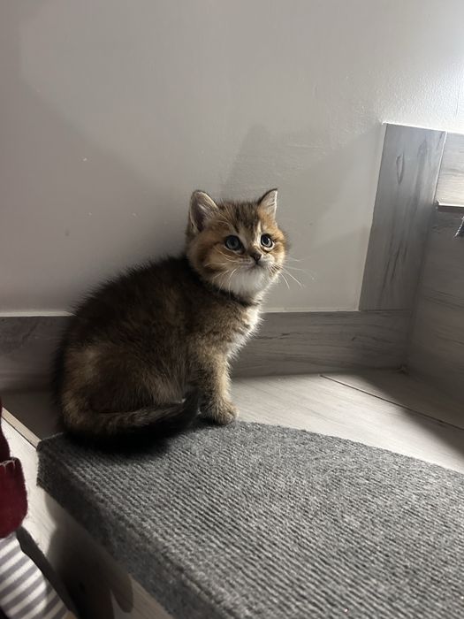 Piekny kocurek brytyjski