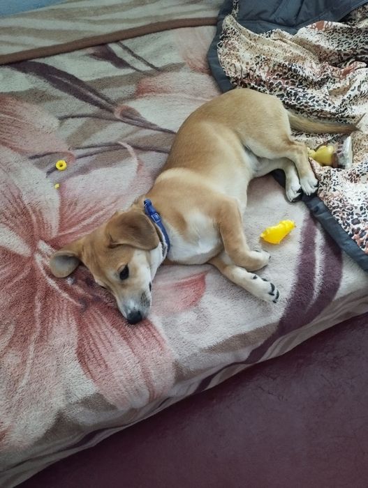 Цуценя шукає дім