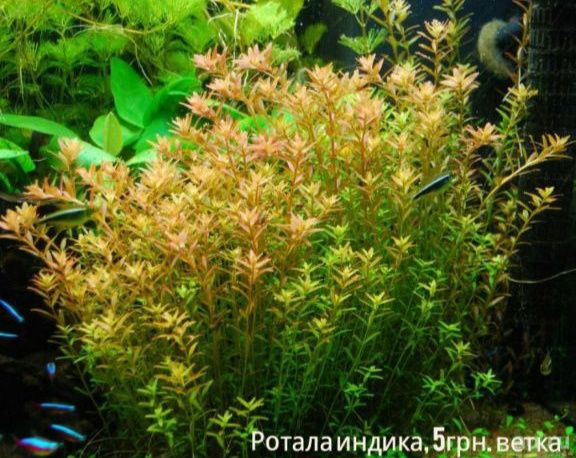 Набір рослин до акваріума Анубіас Мох ричія, Папоротник