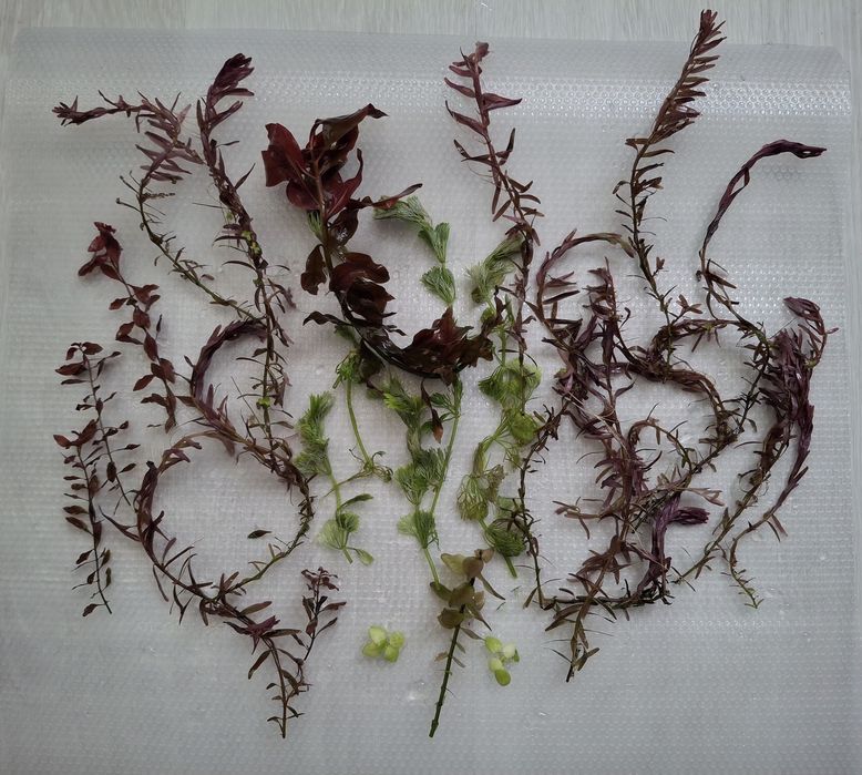 Pack 20 plantas aquario (OFERTA ENVIO)