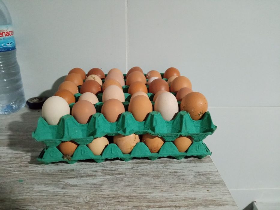Ovos de galinhas
