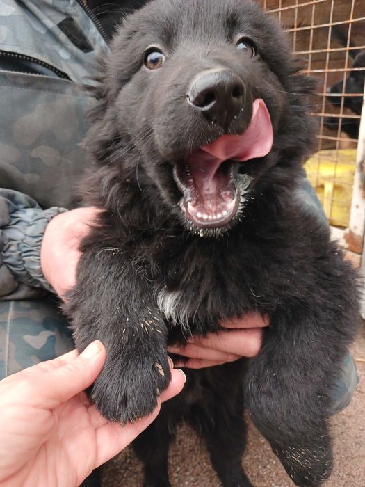 Цуценята безкоштовно