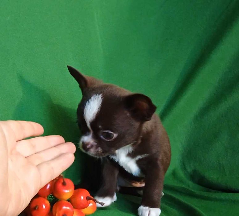 Кобелі чіхуахуа ліловий та шоколад. В'язка