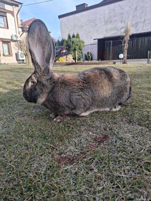 Olbrzym Belgijski BOS