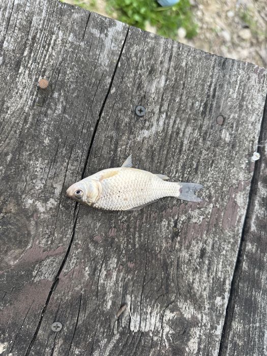 Narybek Karaś. Ilość nieograniczona!