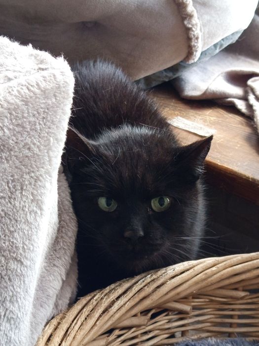 Wspaniały koci indywidualista czeka na swoją szansę