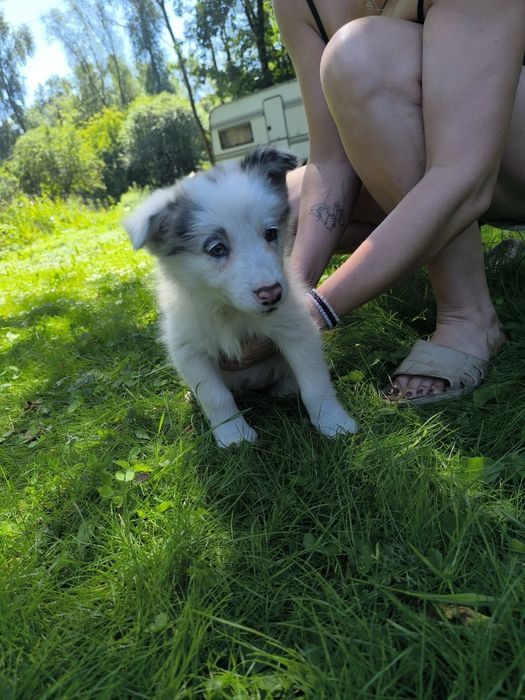 Border collie suczka blue merle