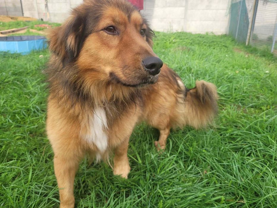 Sziro do adopcji