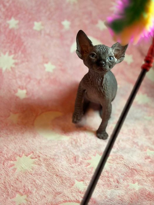 Канадський сфінкс