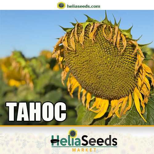 Насіння соняшнику від виробника. Гібриди під Гранстар/Євро-Лайтнінг