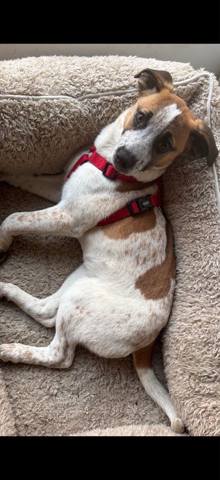 Oddam  psa za darmo suczka 4 miesiace