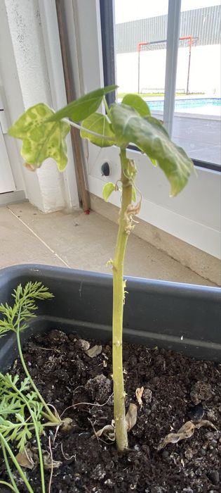 Vendo planta de papaia