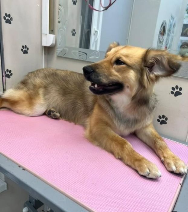 Отдам в хорошие руки