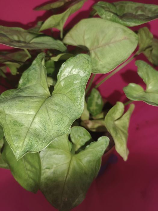 SADZONKI Syngonium "berry allusion"