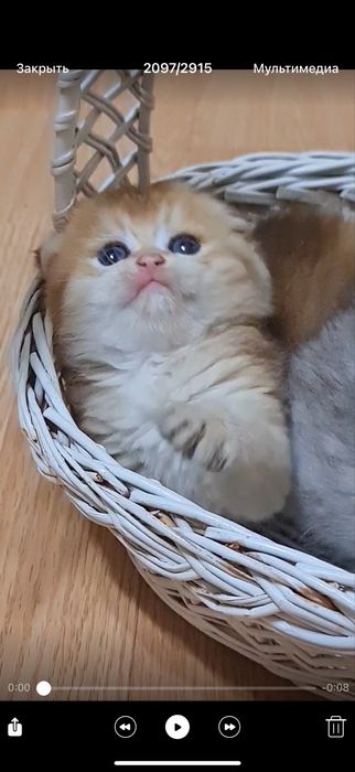 Котик золота шиншила