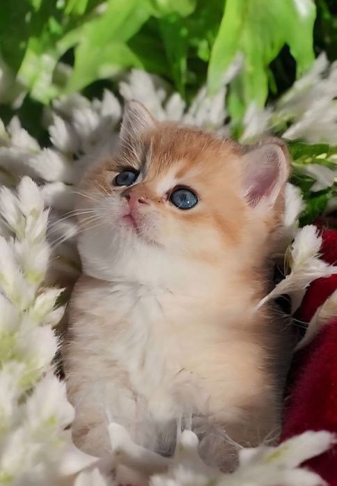 Шотландське кошеня золота шиншила