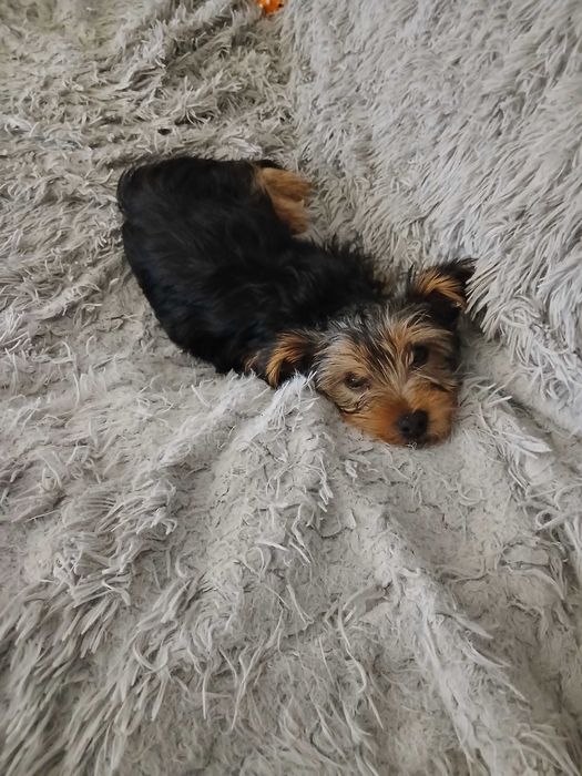 Yorkshire terrier