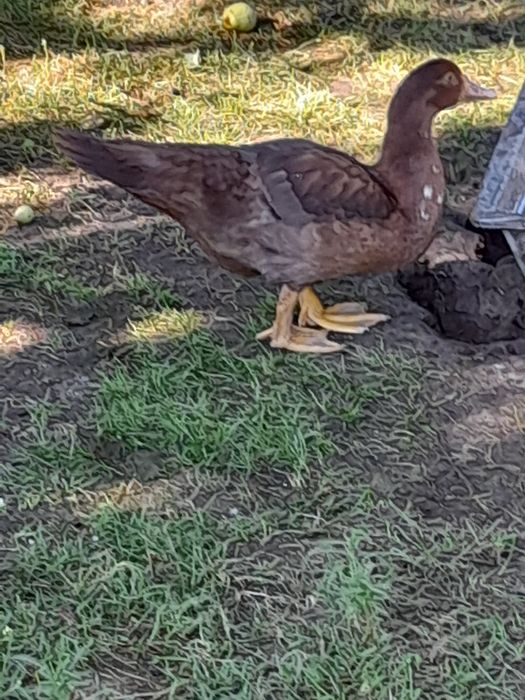 Качки мускусні, шипуни, індокачки.