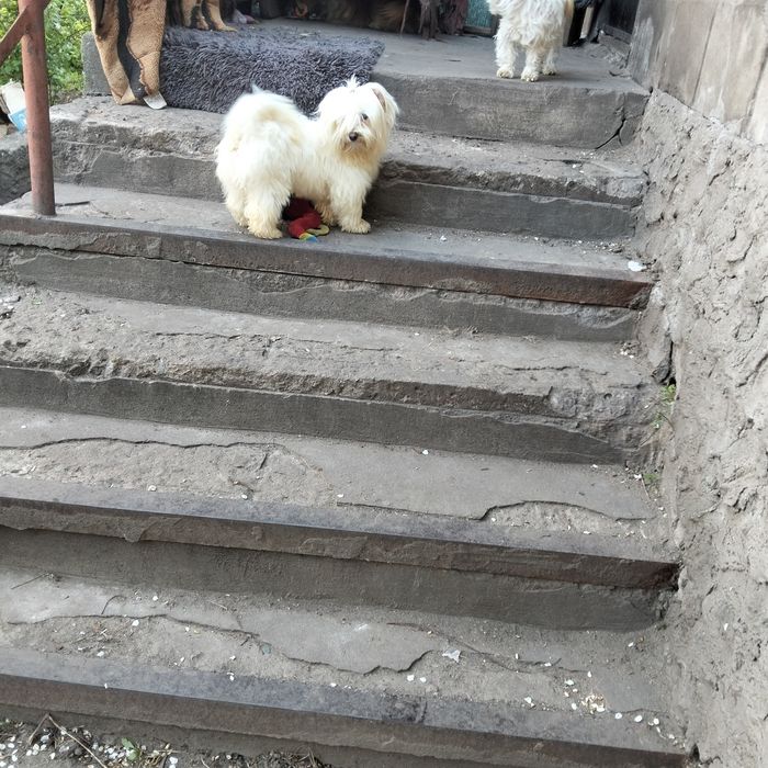 Болонка мальчик беленький