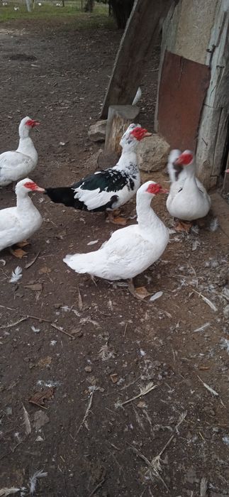 индоутка, мускусная утка тяжелой породы