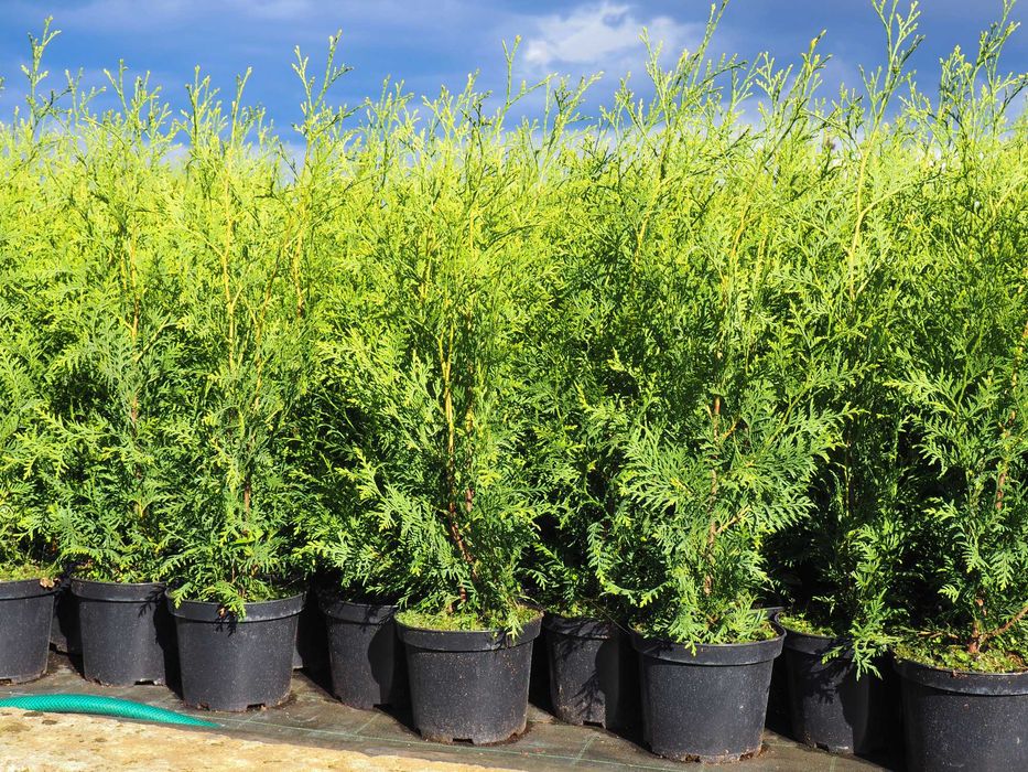 tuja brabant 100-140cm promocja Łabiszyn