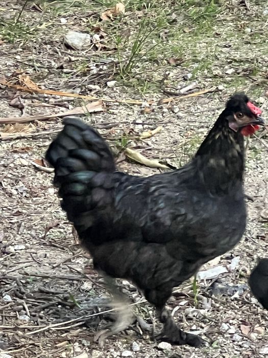 Galo Meio Raça Sedoso