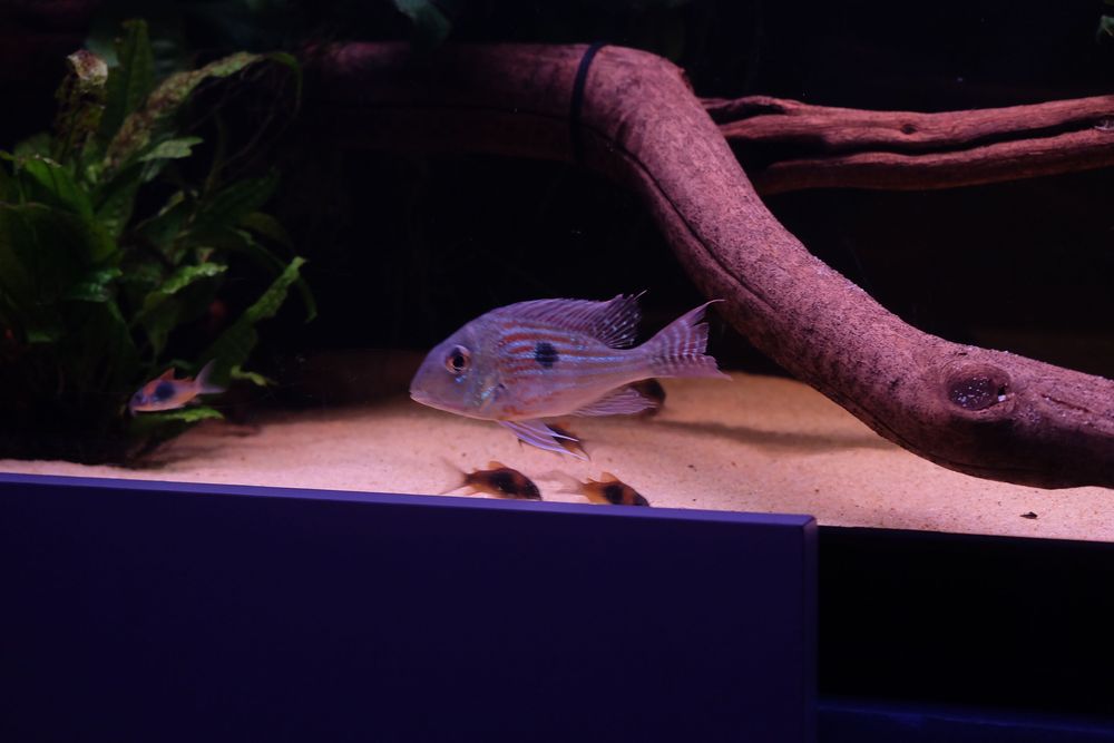 Geophagus sveni casal
