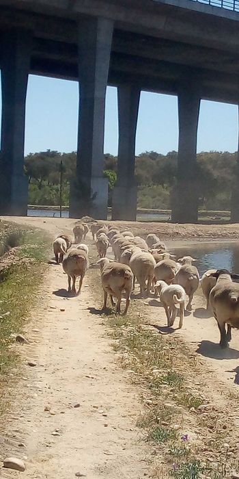 Borregos "biológicos"