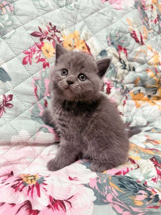 Gatinho fofinho muito querido.