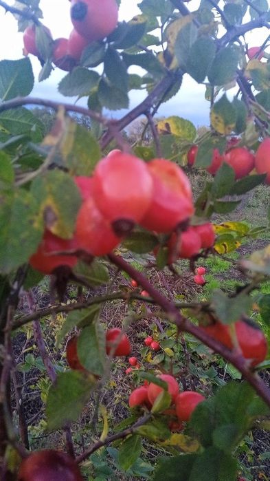 Саженцв ореха фундука,калины, и др.