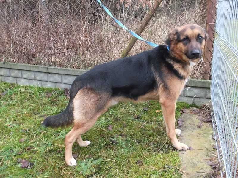 PIĘKNY, duży, w typie owczarka, przyjazny - do adopcji