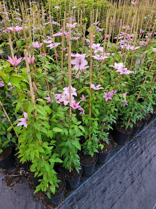 Clematis różne odmiany sprzedaż hurtowa