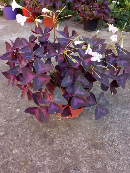 Оксаліс, квітка щастя, кислиця, мадам Баттерфляй САМОВИВІЗ